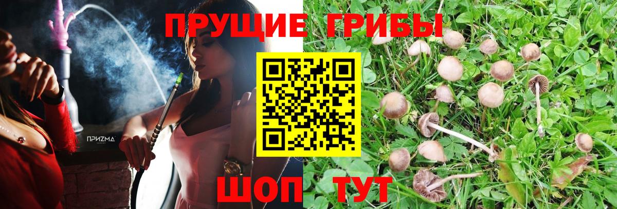Псилоцибиновые грибы Psilocybine cubensis  Галлюциногенные грибы MAGIC MUSHROOMS  Кызыл  Вход с VPN 